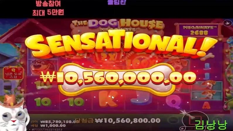 낭낭 개집메가1000 나왔다 개집 맥스1호