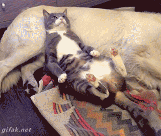 다운로드.gif