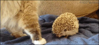 f1d680dc9c0d9045ffc0656e94beeaed.gif