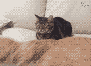 de7837d12c813324e6d0c8c1d58e5e7c.gif