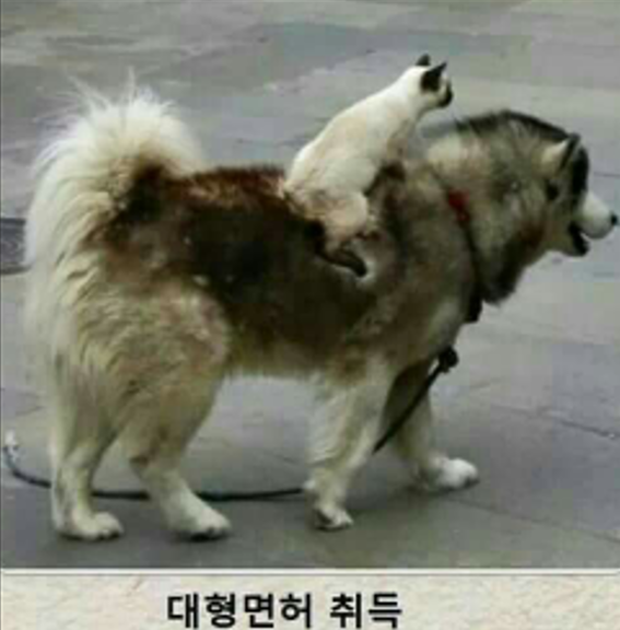 면허.png