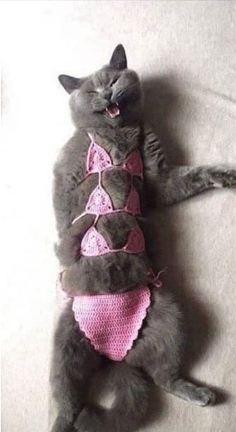 고양이 비키니1.png