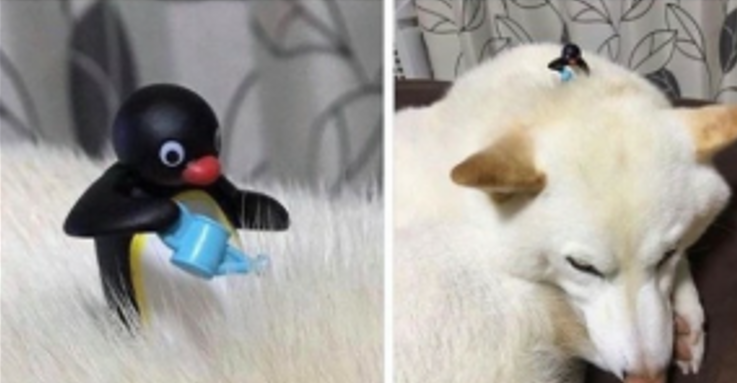 강아지털.png