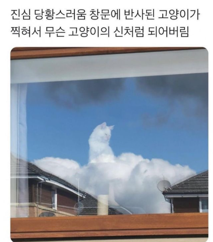 창문에 비친 고양이.png
