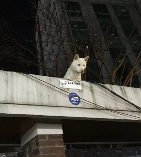 최첨단 cctv.png
