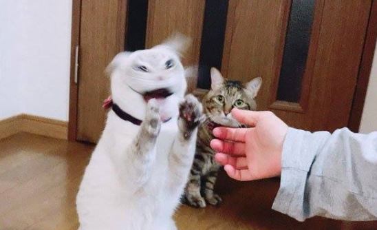 악수.png