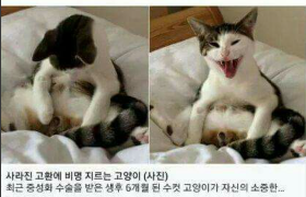 중성화.png