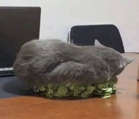 고양이.png