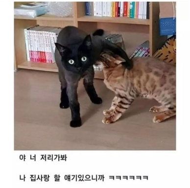 고양이.png