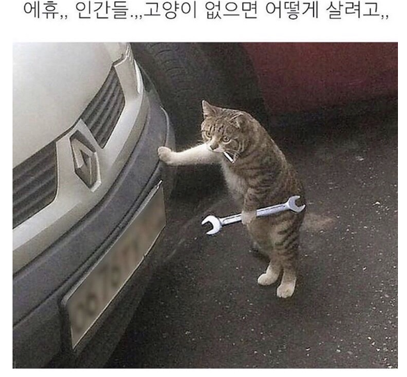 수리고양이.png