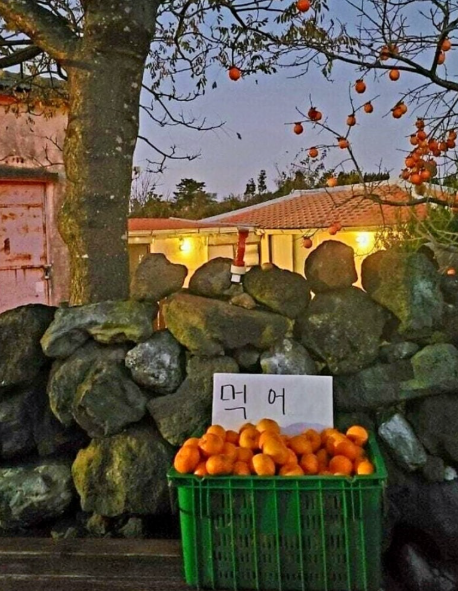 제주 현지 풍경.png