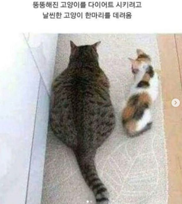 다이어트.png