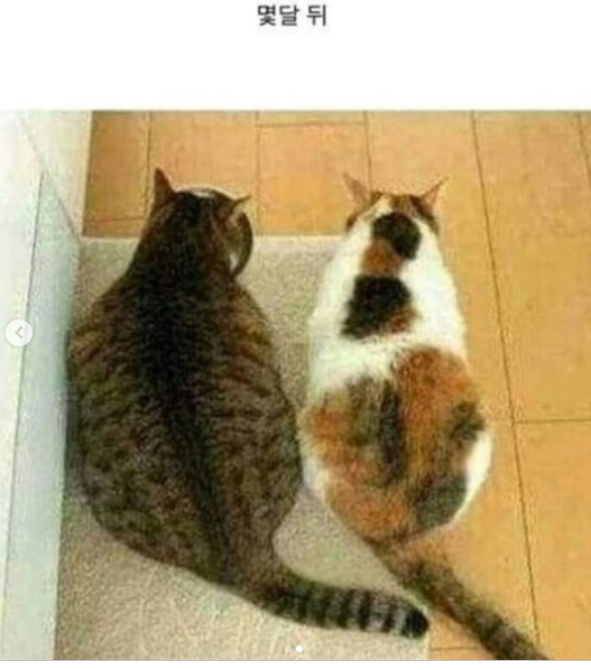 다이어트1.png