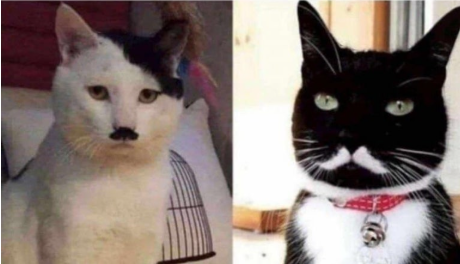 신사고양이.png