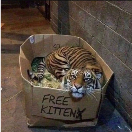 고양이 분양.png