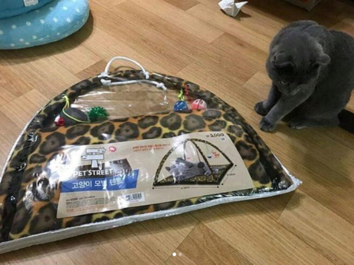 고양이 텐트.png