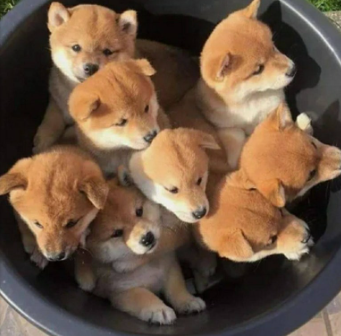 인절미1.png