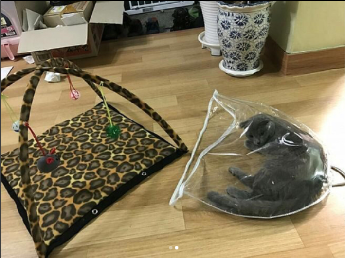 고양이 텐트1.png