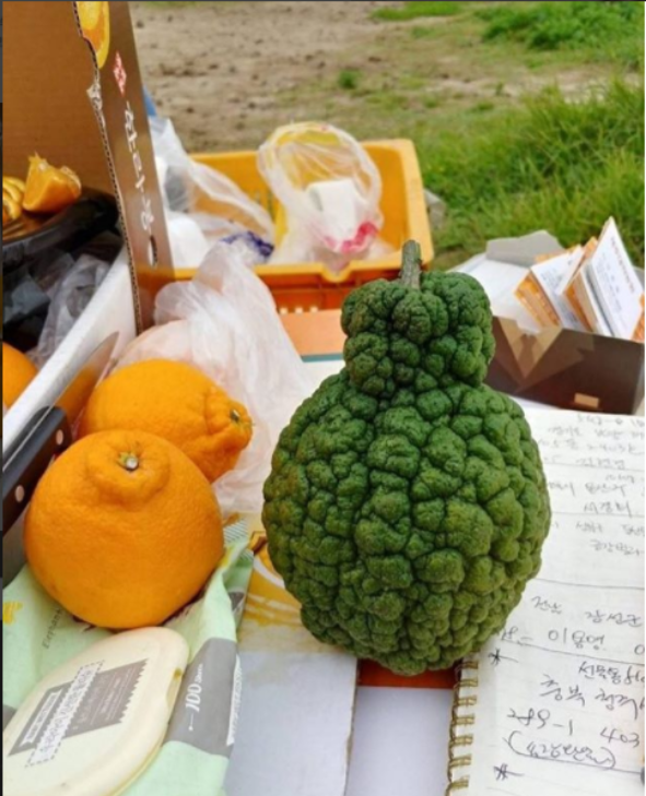 한라봉.png