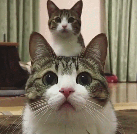 다운로드.gif