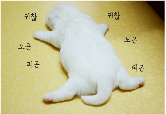 강아지.png