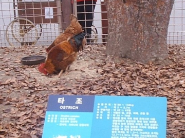 타조.png