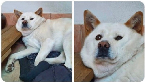 개１２３.png