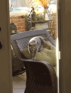 고양아.gif