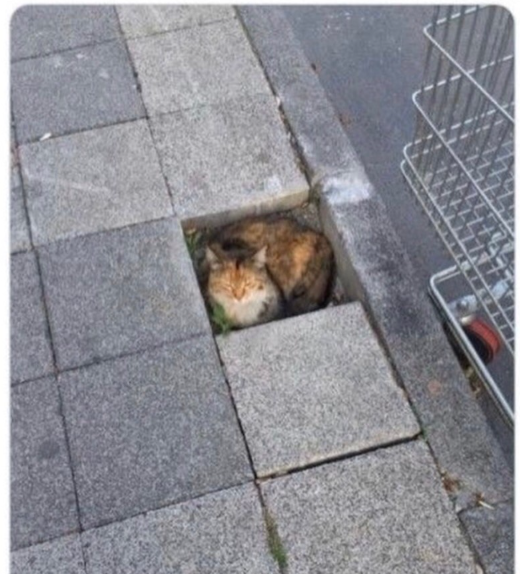 고양이.png