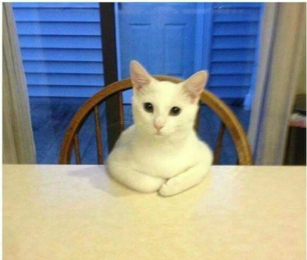 고양이.png