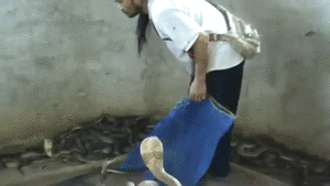 dhthdl.gif