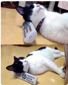 고양이123.png