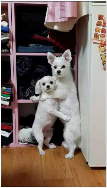 강아지2.png
