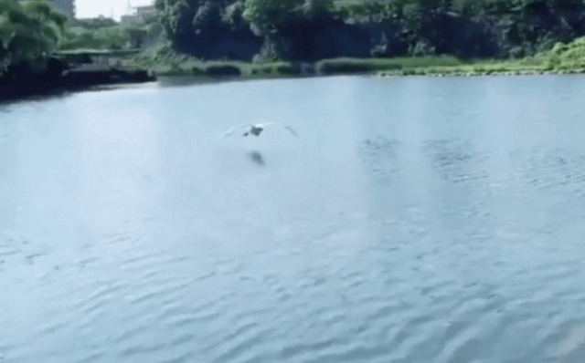 9cd42058c4200563de34175c58e304a7.gif