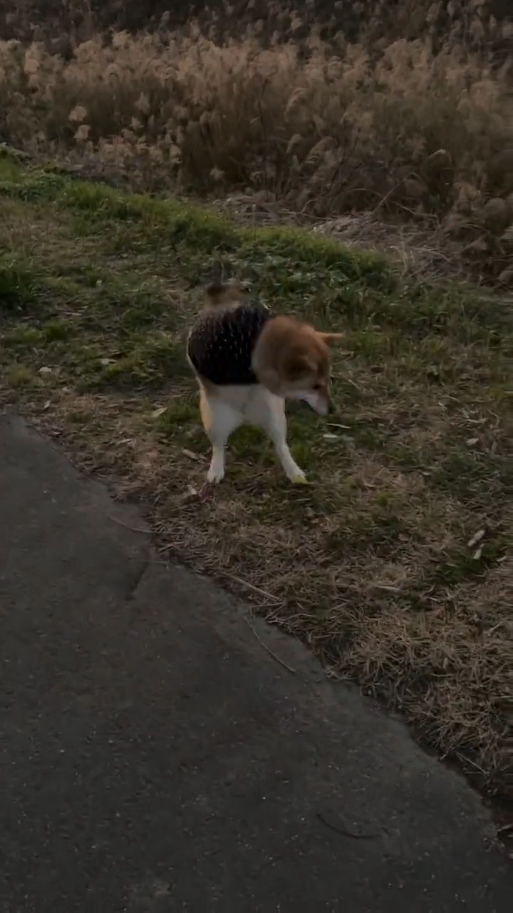 videoframe_10065.png