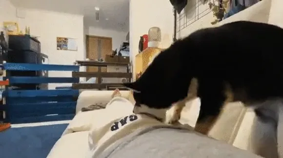 videoframe_3205.png