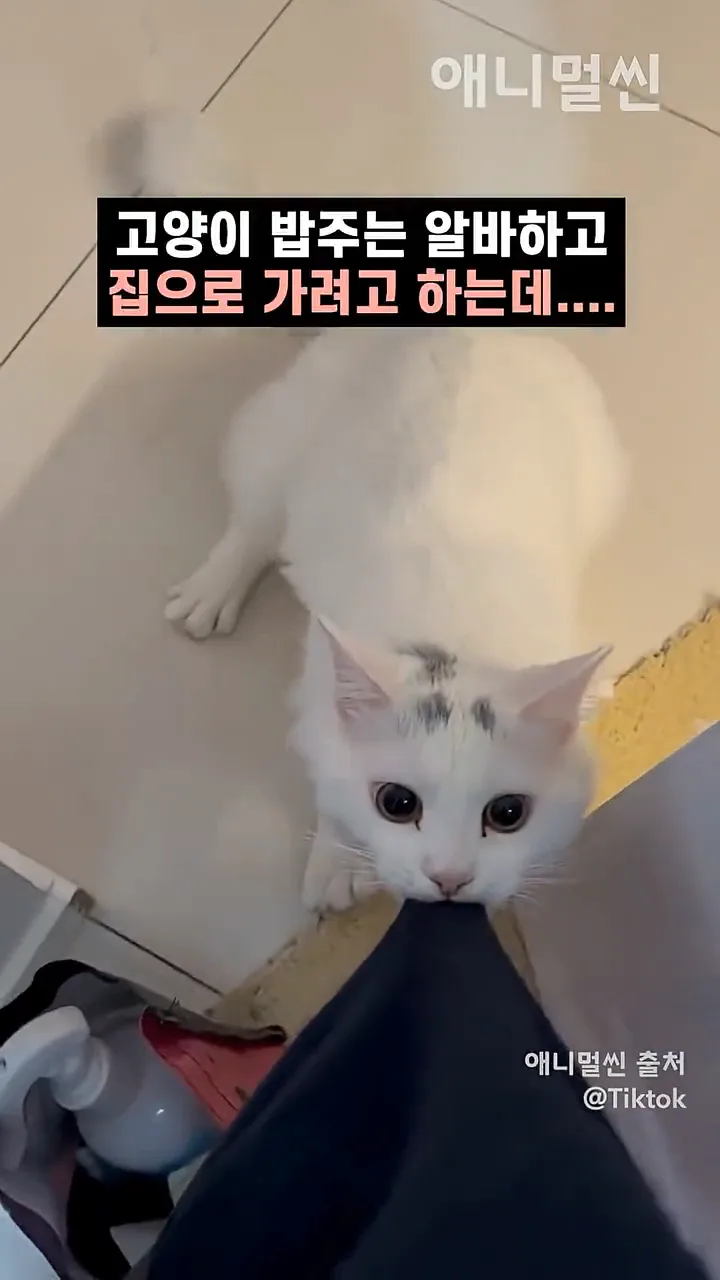 videoframe_7086.png