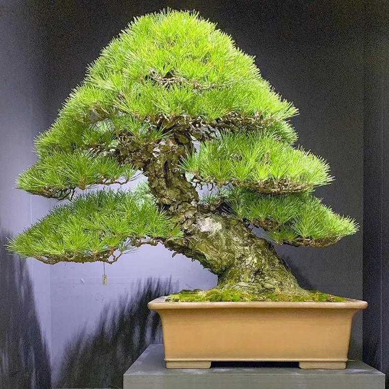 20260629174349_QyuwJZzFiR.webp