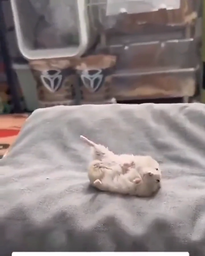 videoframe_3775.png