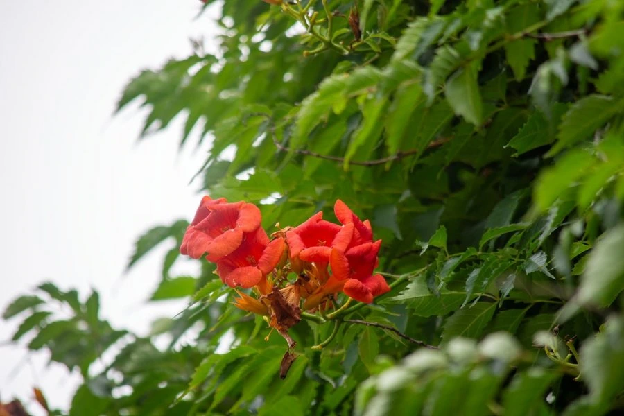 900w_20260619155114_DgKSuSrlia.png