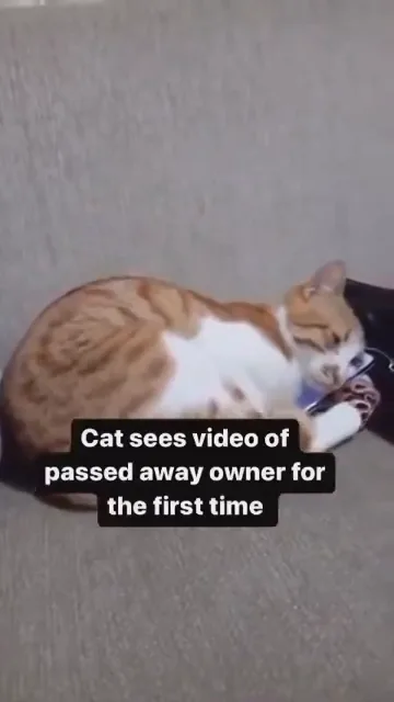 videoframe_13245.png