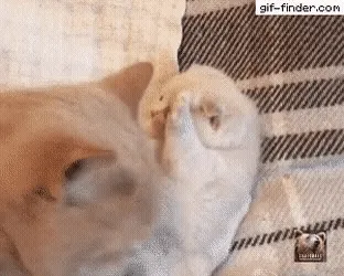 10d39aa3cf1e5b3a492e82c827b9a1aef3aabf43.gif