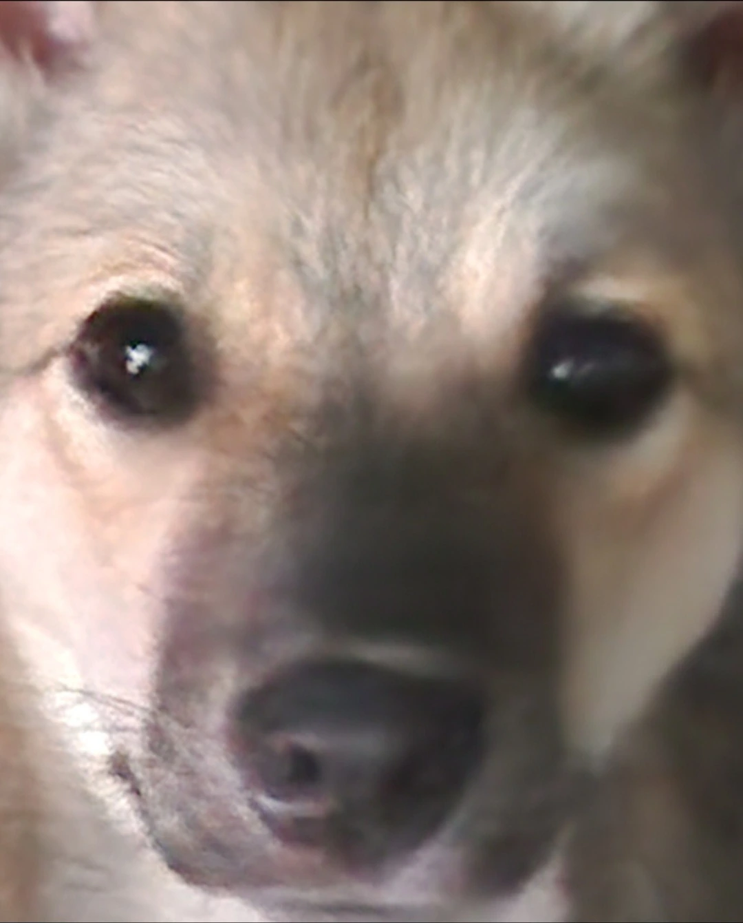 Screenshot_20260708_234011_Gallery.jpg