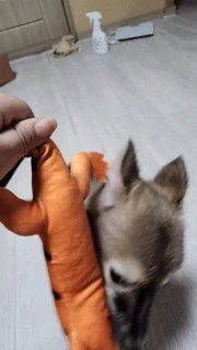 VID_20260419_000519_024 (4).gif